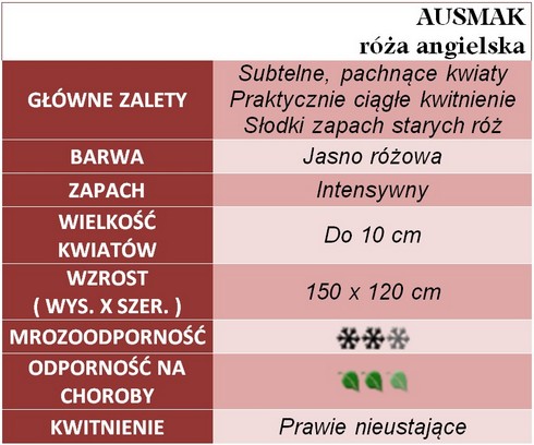 Ausmak róże angielskie gł. zal